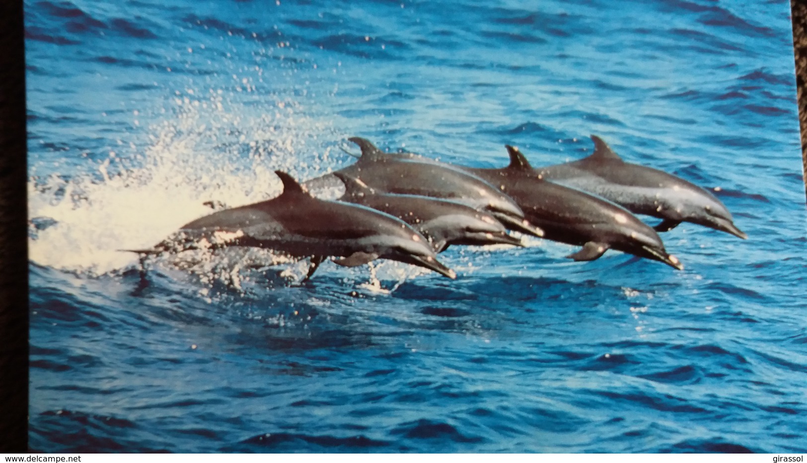 CPM  ATLANTIC SPOTTED DOLPHIN DAUPHIN  WWF PHOTO ROBERT PITMAN - Delfines