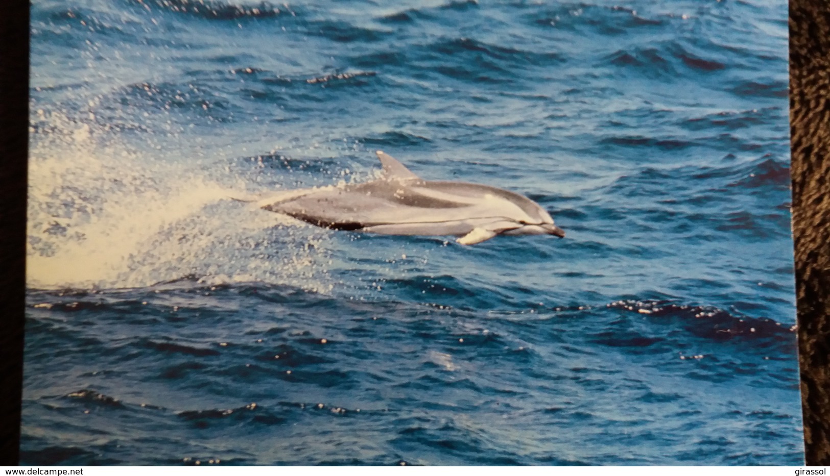 CPM  STRIPED DOLPHIN DAUPHIN  WWF PHOTO ROBERT PITMAN - Delfines