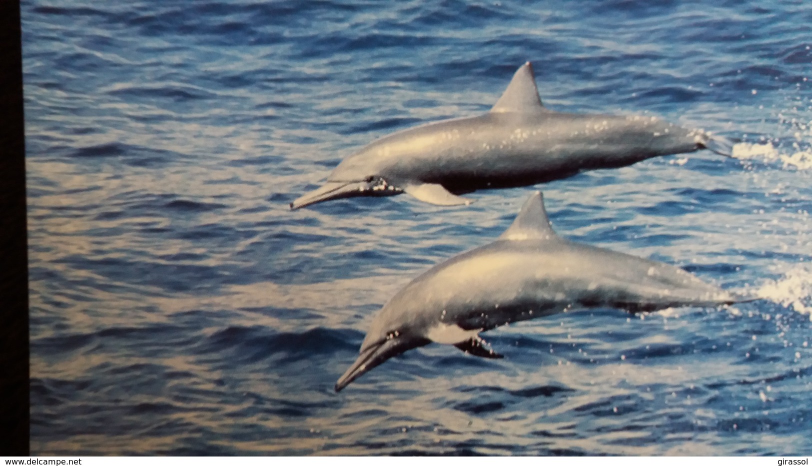 CPM  SPINNER DOLPHIN DAUPHIN  WWF PHOTO ROBERT PITMAN - Dauphins