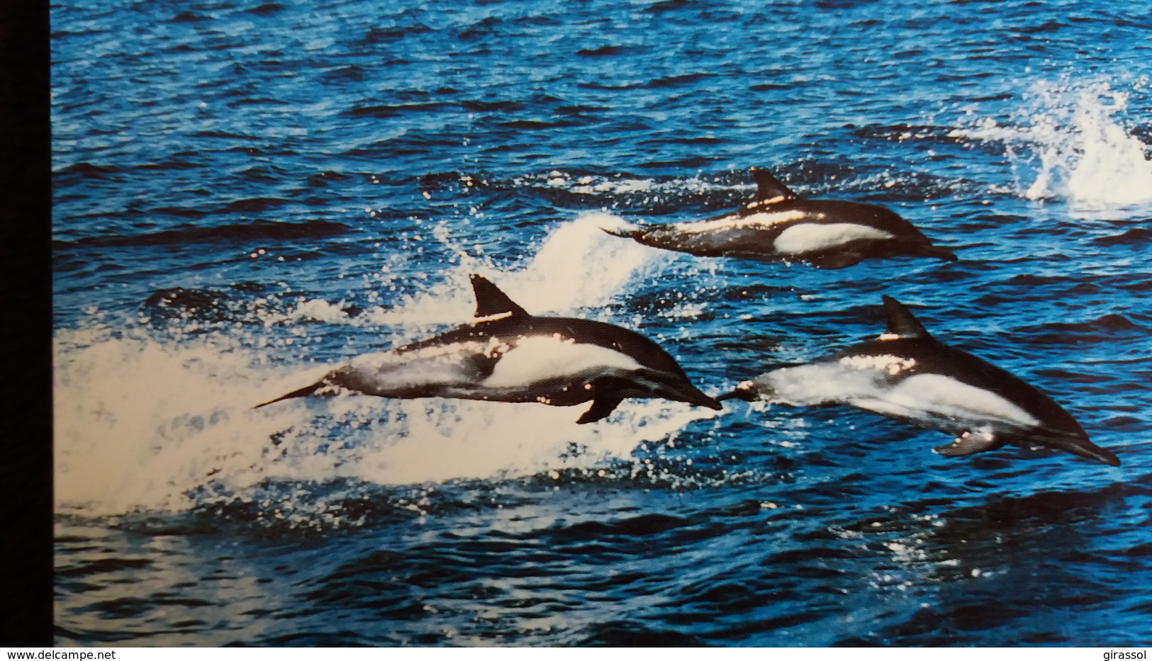 CPM  COMMON DOLPHIN DAUPHIN  WWF PHOTO GOHIER - Delfines