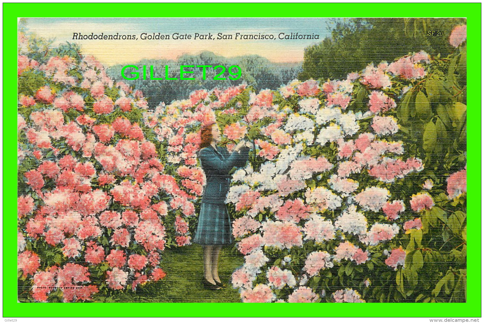 SAN FRANCISCO, CA - RHODODENDRONS, GOLDEN GATE PARK - ANIMATED - PUB. BY SMITH NEWS CO - - San Francisco