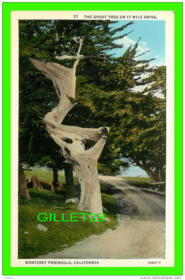 MONTEREY CO, CA - THE GHOST TREE ON 17 MILE DRIVE - C. T. AMERICAN ART COLORED - - Autres & Non Classés