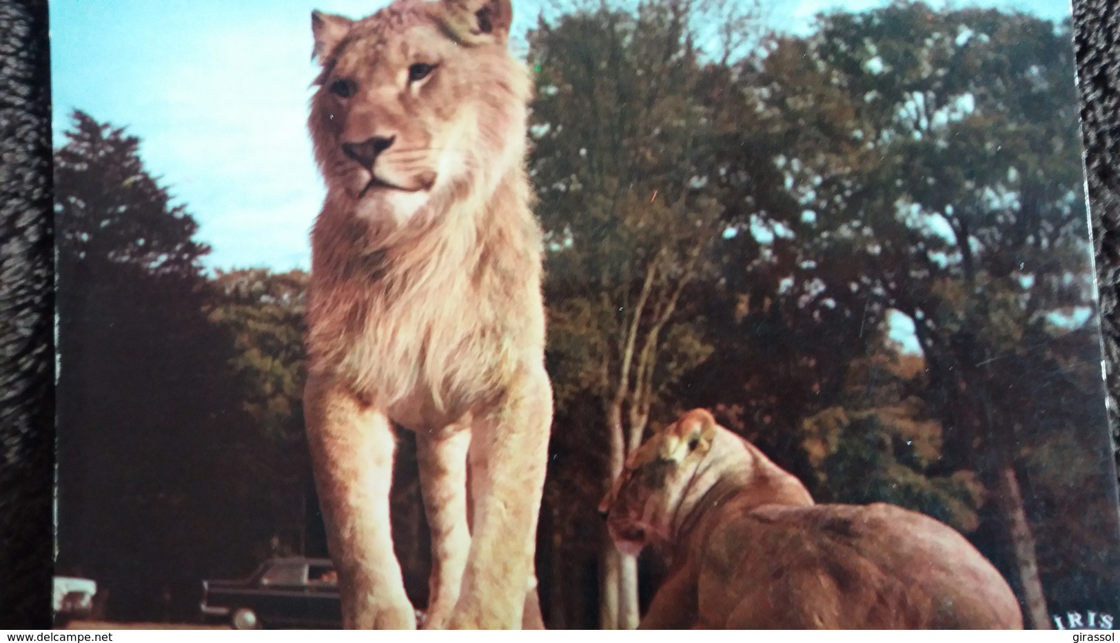 CPSM  LIONS RESERVE AFRICAINE CHATEAU DE THOIRY EN YVELINES - Lions