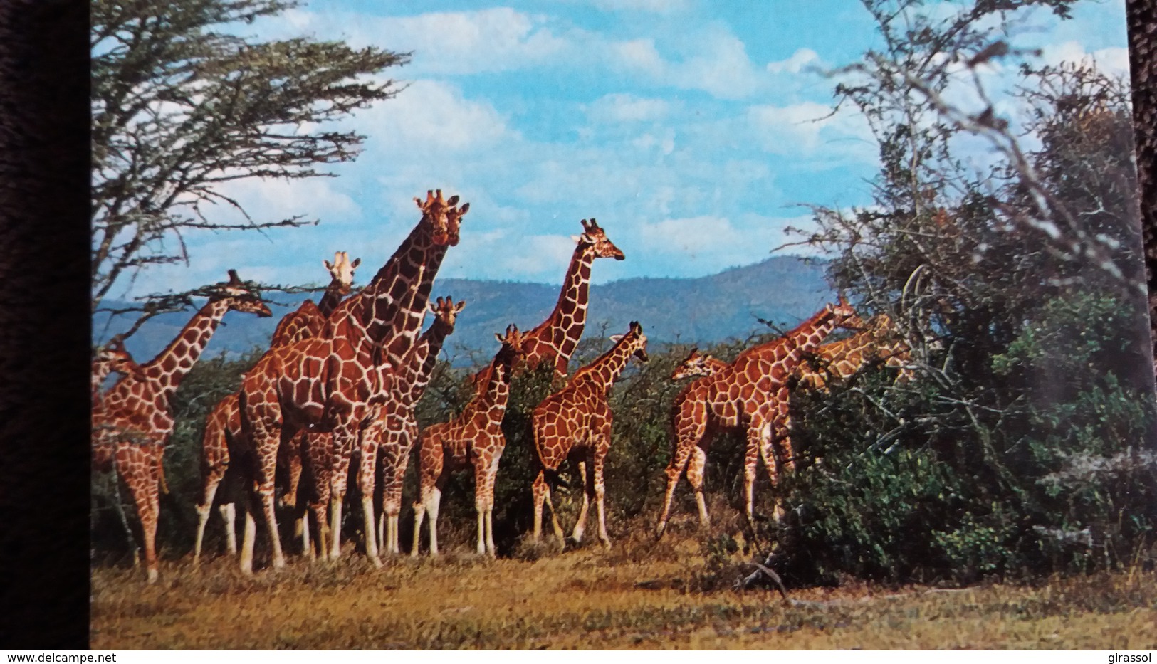 CPSM  GIRAFE SAVANE AFRICAINE ED BIONDETTI - Jirafas