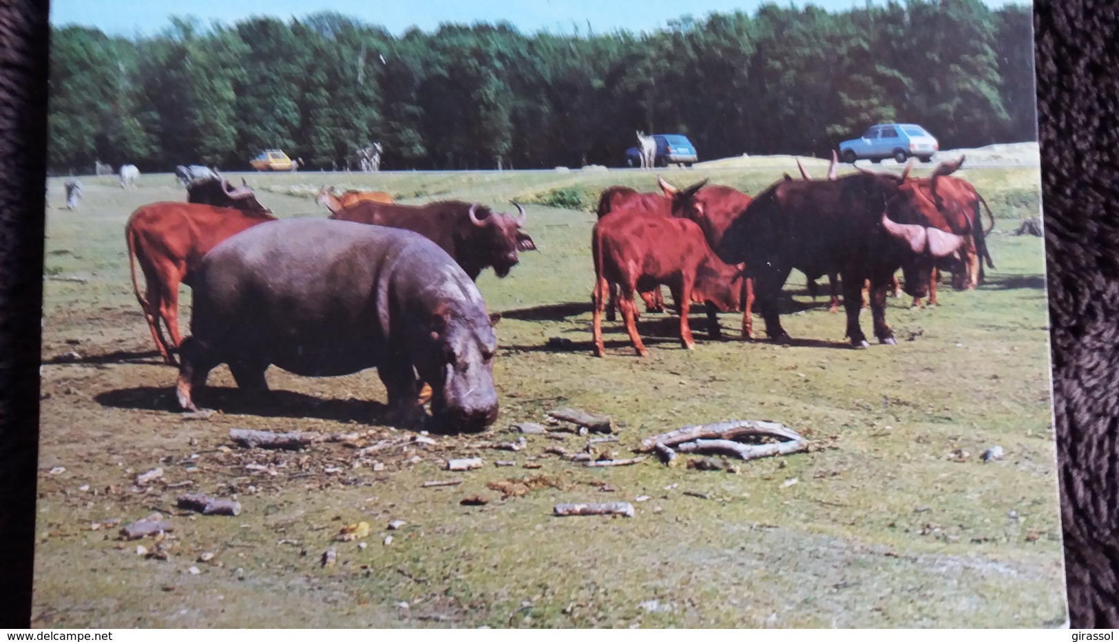 CPSM  HIPPOPOTAMES ANIMAUX EN LIBERTE DANS LA RESERVE AFRICAINE DU CHATEAU DE THOIRY EN YVELINES - Hippopotames