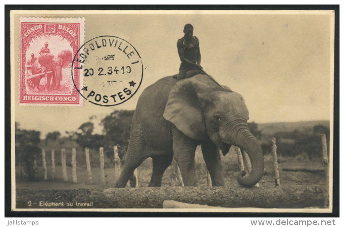 ANIMALS: Elephan At Work, Maximum Card Of DE/1936, VF Quality - Sonstige & Ohne Zuordnung