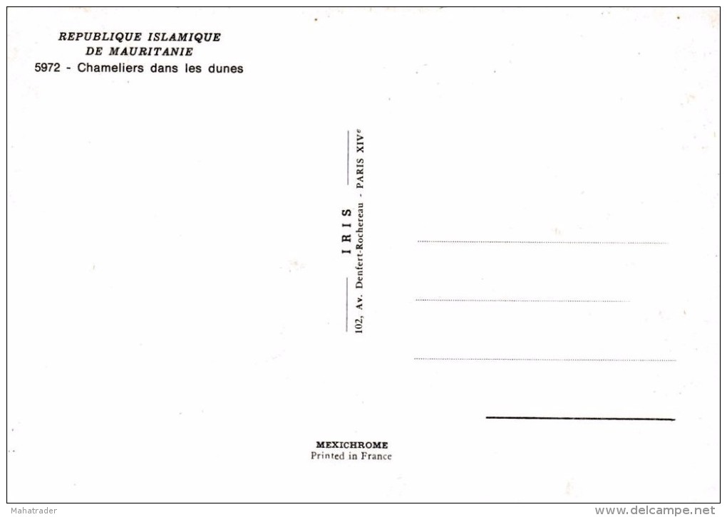 Mauritania Mauritanie - Chameliers Dans Les Dunes - Desert View - Palm Trees - Mauretanien