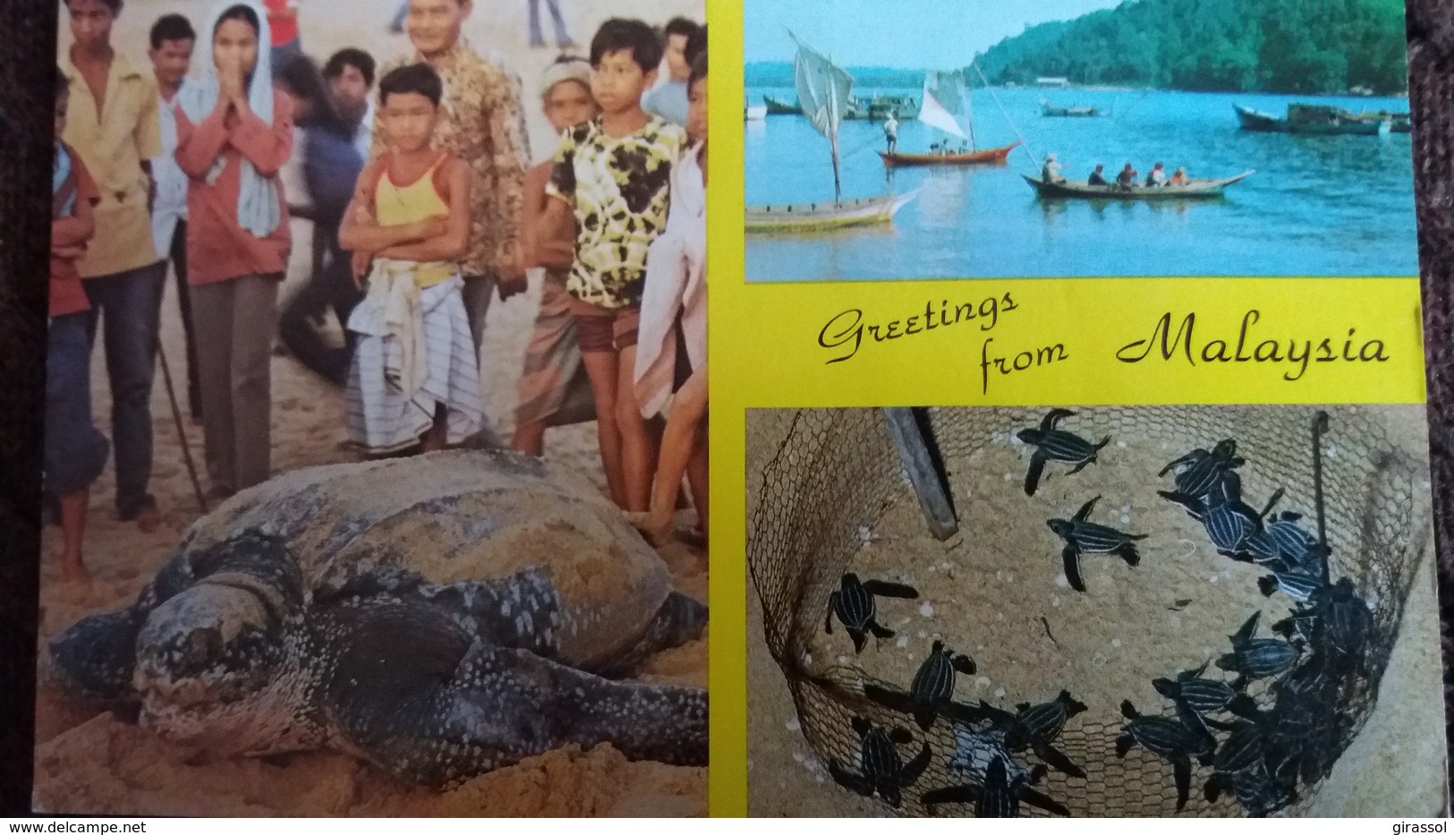 CPSM TORTUE TURTLE WATCHING FISHING HARBOUR MALAYSIA - Tartarughe