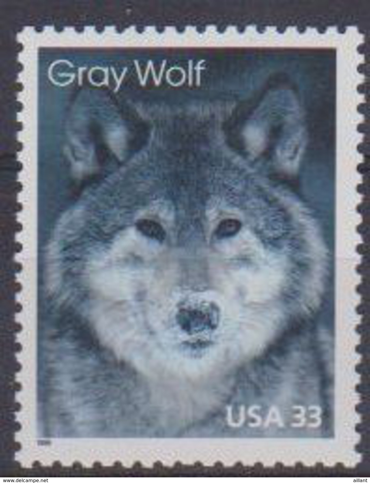 Etats-Unis. Unites States. 1999. Loup Gris. Gray Wolf - Chiens