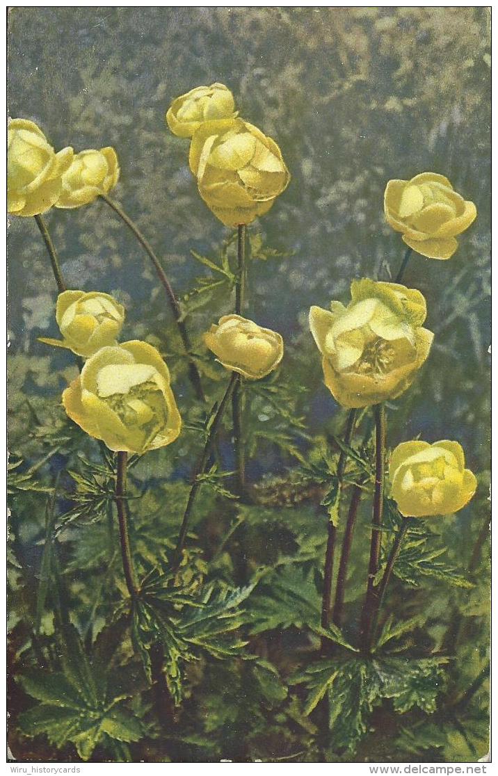 AK 0562  Trollblumen - Photochromie Um 1930-40 - Blumen