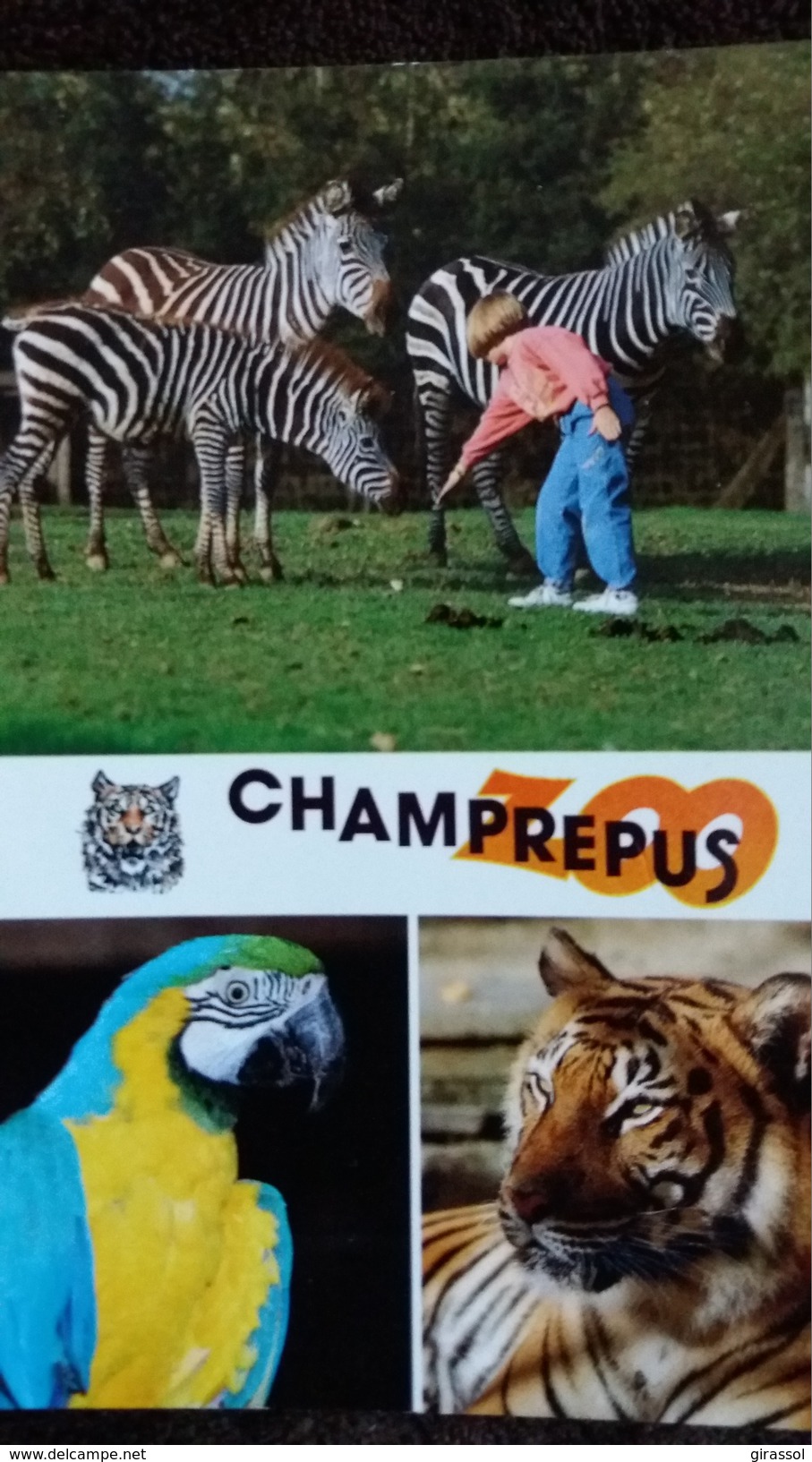 CPM ZEBRES TIGRE PERROQUET APRC ZOOLOGIQUE DE CHAMPREPUS  MANCHE - Zebre