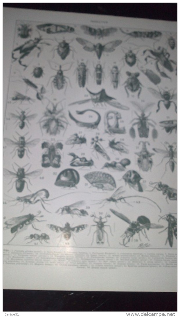 Affiche (dessin Ou Gravure) -  INSECTES - Affiches