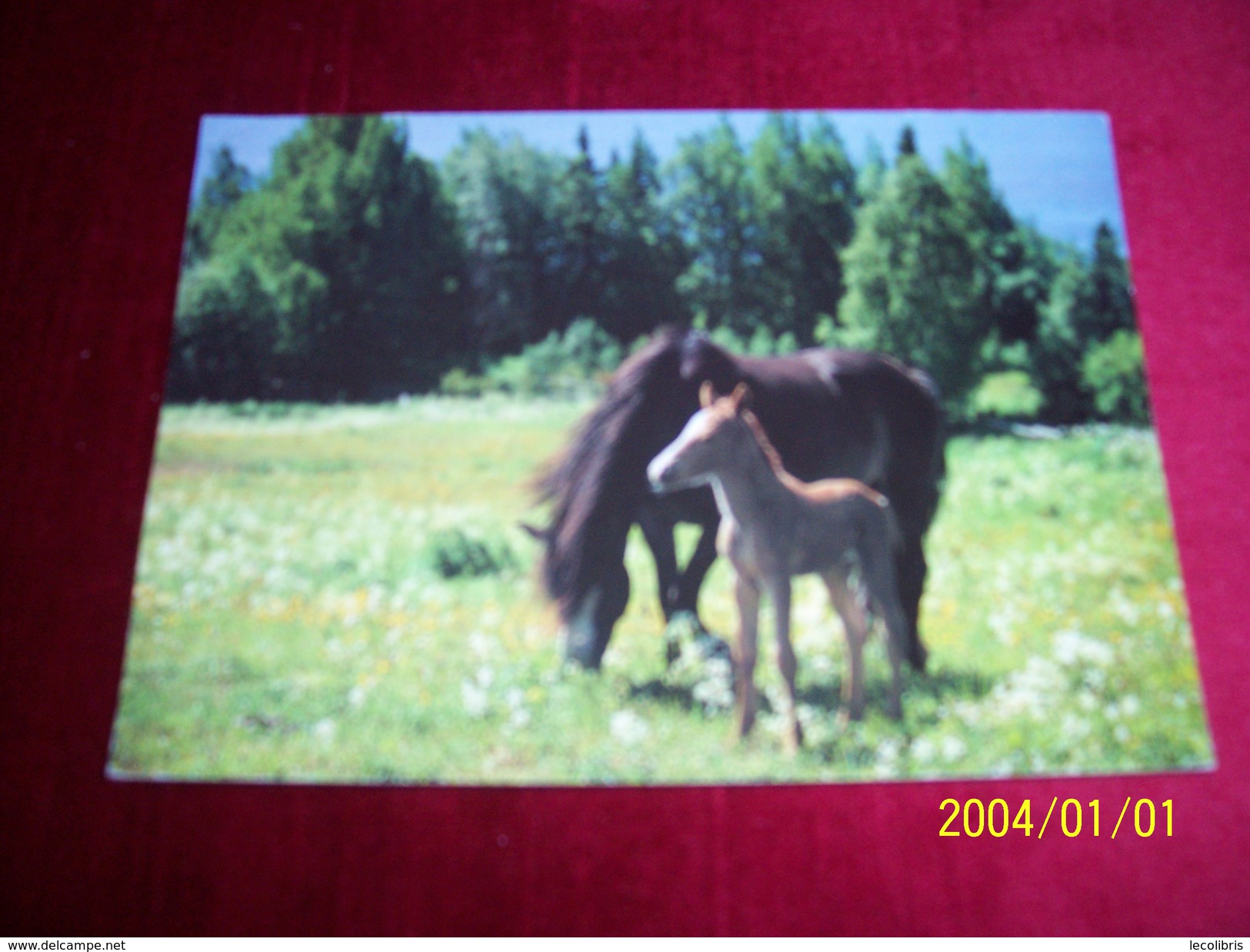 THEME  LES  CHEVAUX AVEC PHILATELIE  ° ROYAUME UNIS - Chevaux