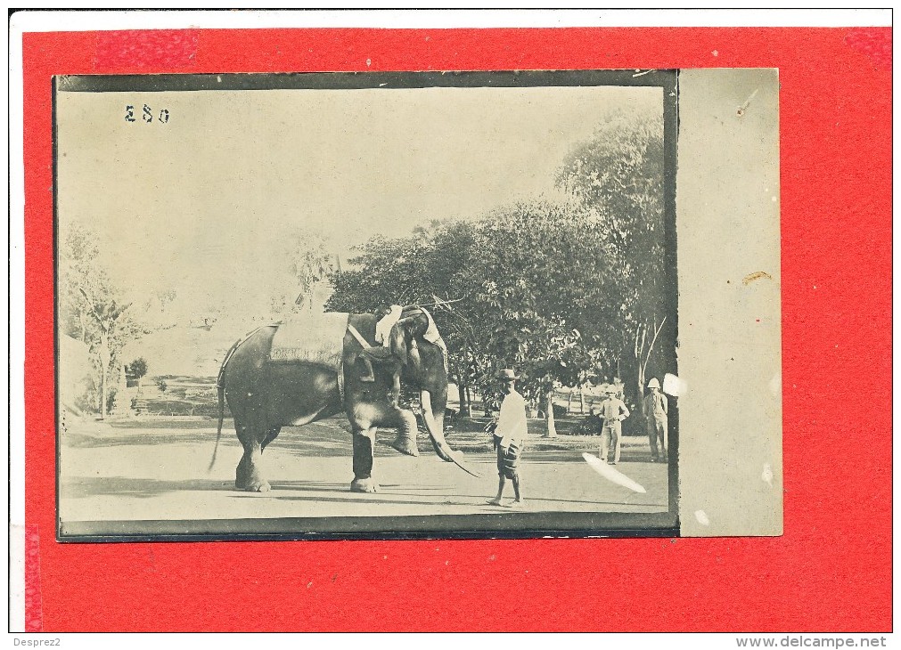 ELEPHANT Et Son Cornac Carte Photo Animée  Deux Scanns - Elefantes