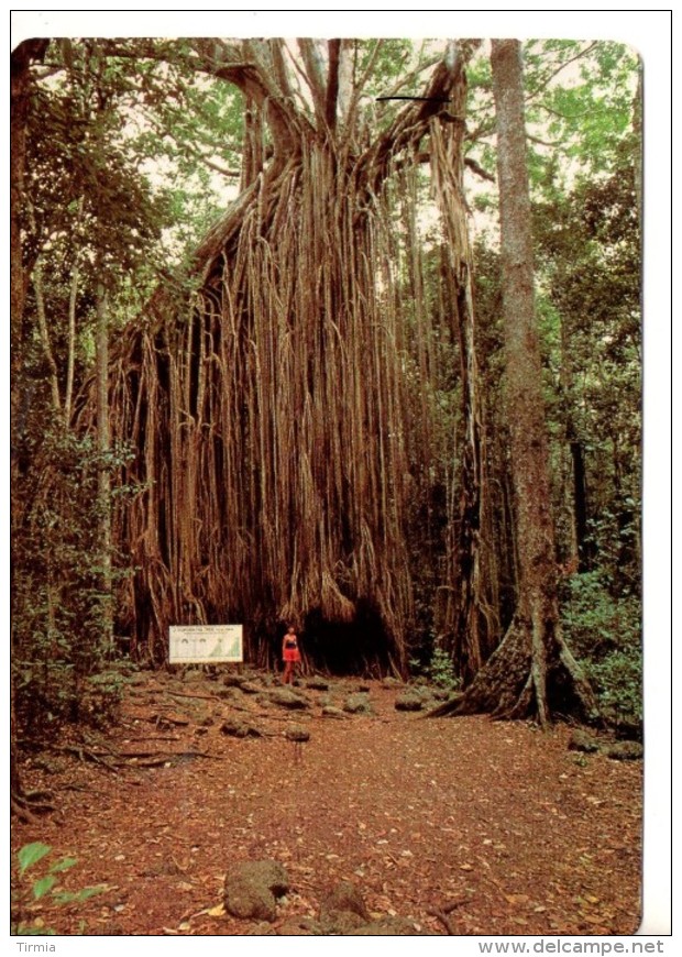 Atherton Tablelands - 1986 - Atherton Tablelands