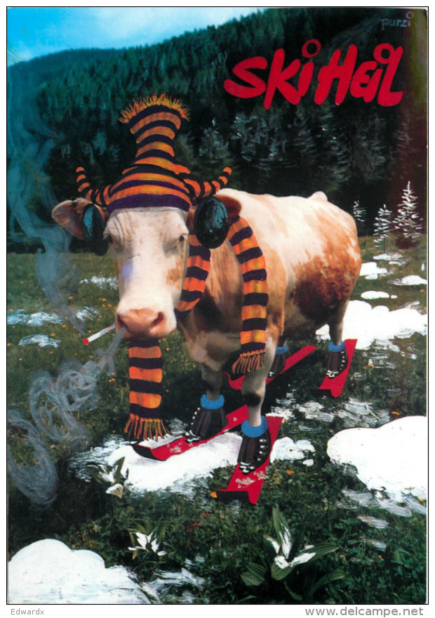 Ski Heil, Cow On Skis, Austria Postcard Posted 2013 Stamp - Autres & Non Classés