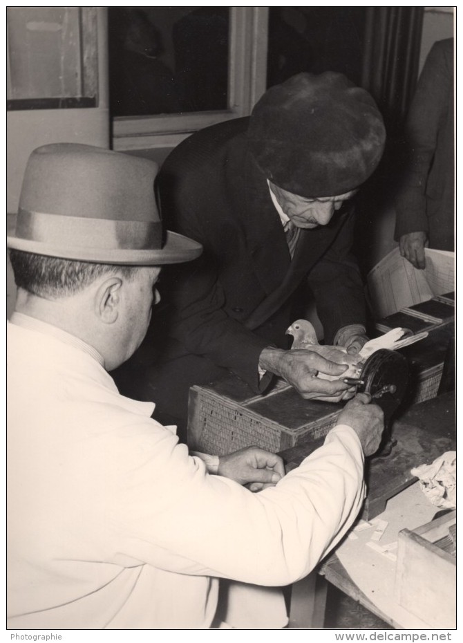 France Région Lilloise Bethune Club De Colombophilie Pigeons Voyageurs Ancienne Photo 1935 - Other & Unclassified