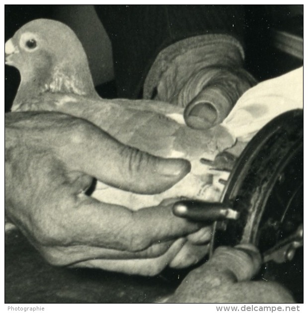 France Région Lilloise Bethune Club De Colombophilie Pigeons Voyageurs Ancienne Photo 1935 - Other & Unclassified