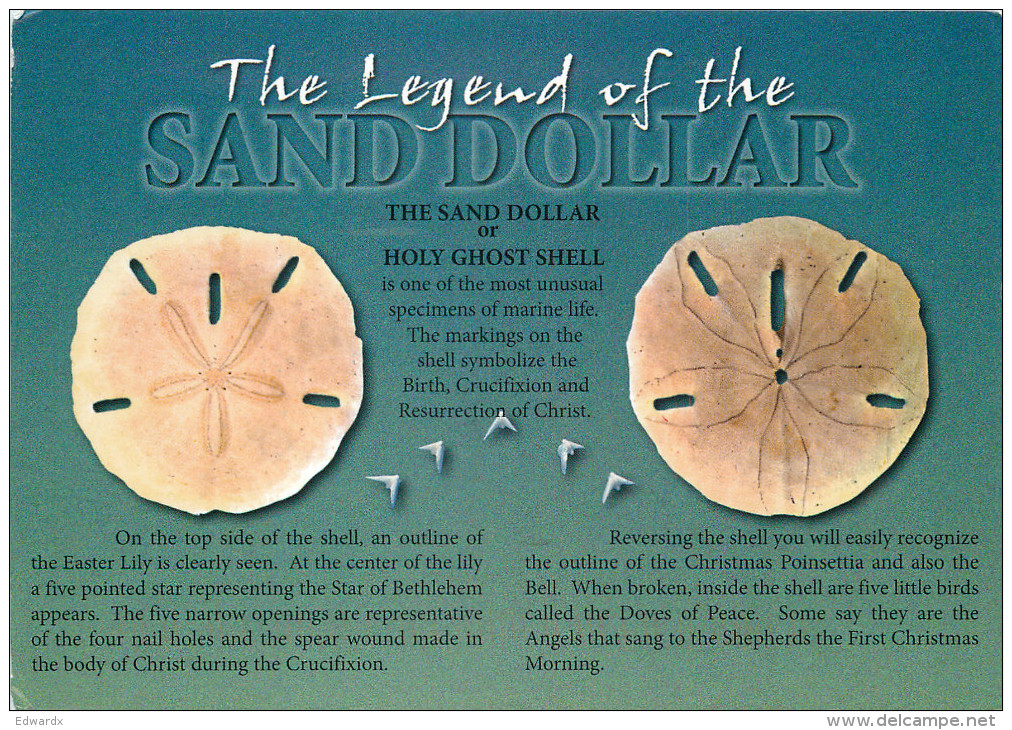 Sand Dollar, Virginia Beach, Virginia, United States US Postcard Posted 2008 Stamp - Virginia Beach