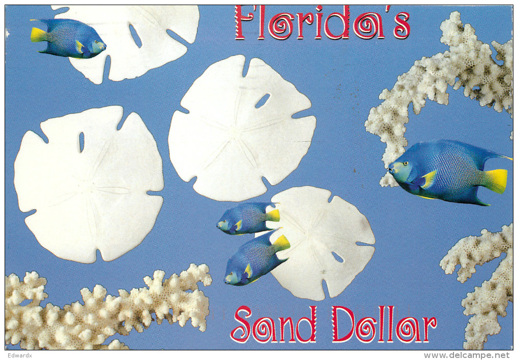 Sand Dollar, Florida, United States US Postcard Posted 2003 Stamp - Autres & Non Classés