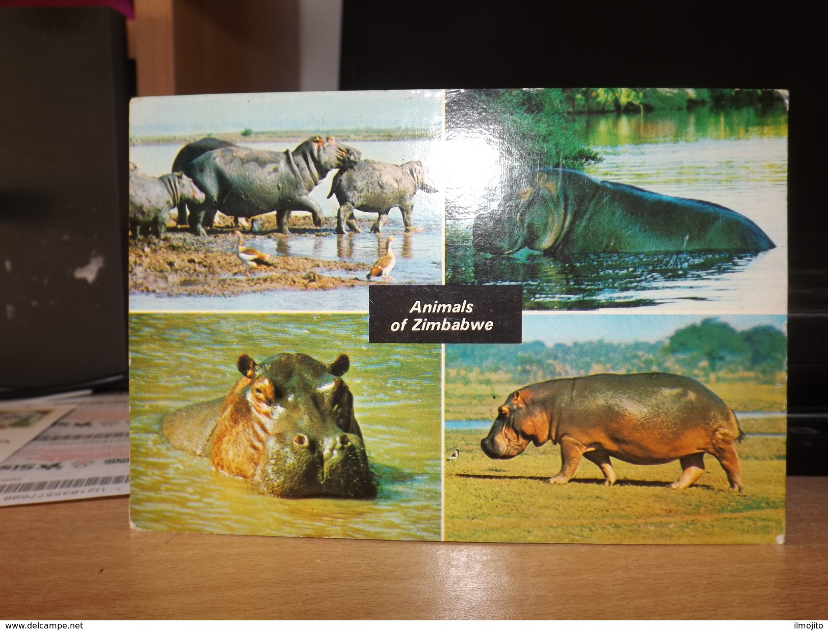 POSTCARD ANIMALS OF ZIMBABWE  HIPPOPOTAMI DAVID TRICKETT - Zimbabwe