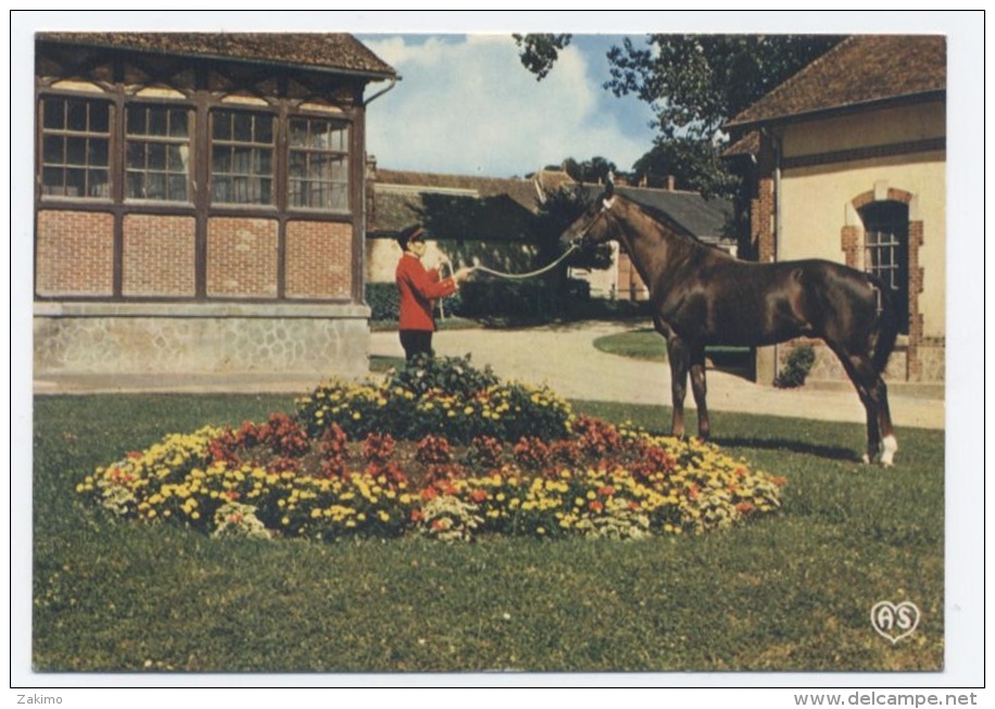 61-HARAS DU PIN 61 - ABABOUMI - Pur Sang Anglais--RECTO/VERSO--C69 - Exmes