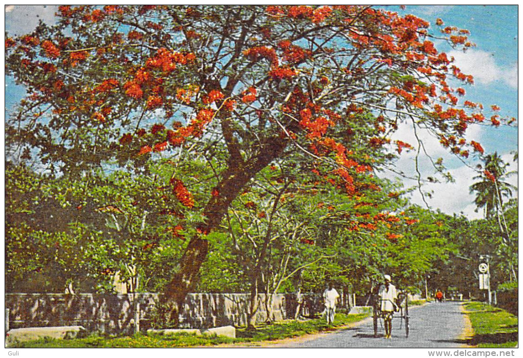 Asie SRI LANKA  Flowering Flambouyant On A Colombo Road  (B) (flamboyant) (Editions :Ceylon Pictotrials CP 76*PRIX FIXE - Sri Lanka (Ceylon)