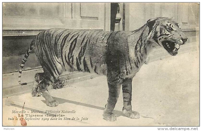 -ref-N623- Bouches Du Rhone - Musee D Histoire Naturelle - Tigresse "imperia" Tuee Sur La Jetee Le 17 Sept. 1909 - - Musées