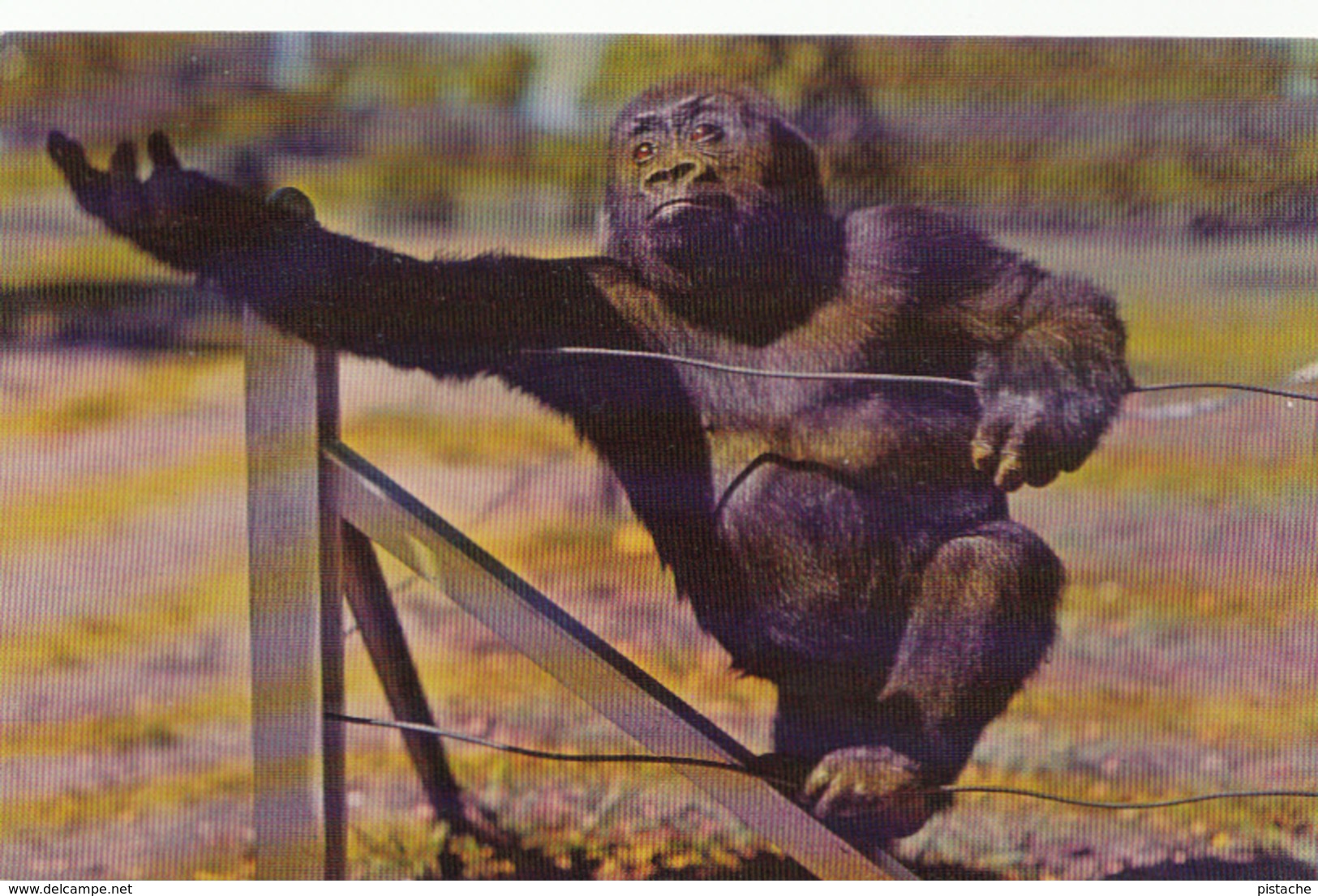 Lowland Gorilla - Gorille - Kansas City Swope Park Zoo - Animal - 2 Scans - Autres & Non Classés