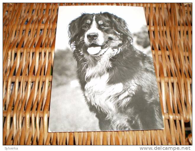 Hund Dog Chien Bernese Mountain Dog,Berner Sennen Hund Tschechoslowakia Alte Old Postkarte Postcard - Chiens