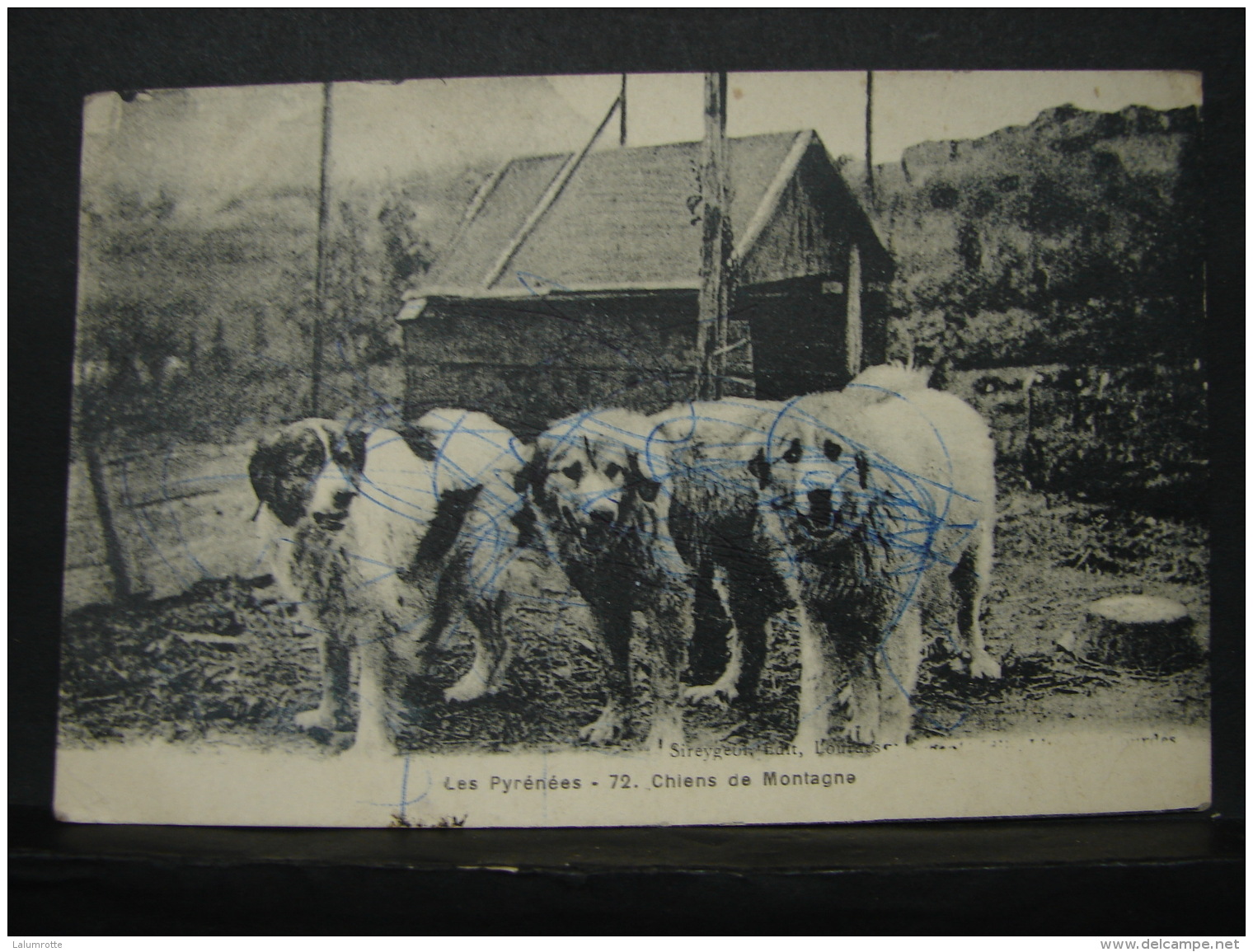 CP. 1771. Les Pyrénées. C Hiens De Montagne. - Chiens