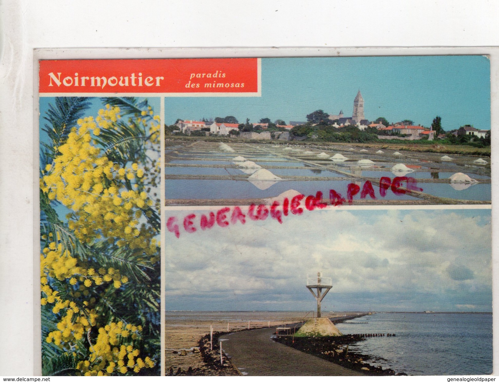 85 - ILE DE NOIRMOUTIER -  PARADIS DES MIMOSAS  MARAIS SALANTS -PASSAGE DU GOIS - Ile De Noirmoutier