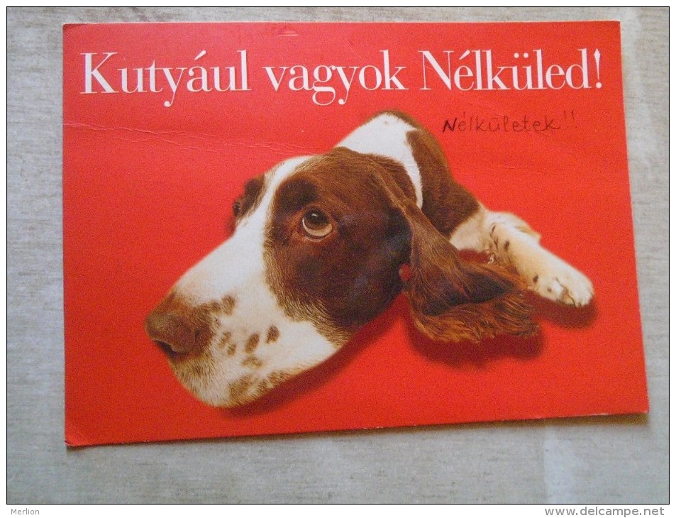 D144489 HUNGARY- Postcard  -stamp   Peacock -  Postcard Dog  Chien Hund - Pauwen