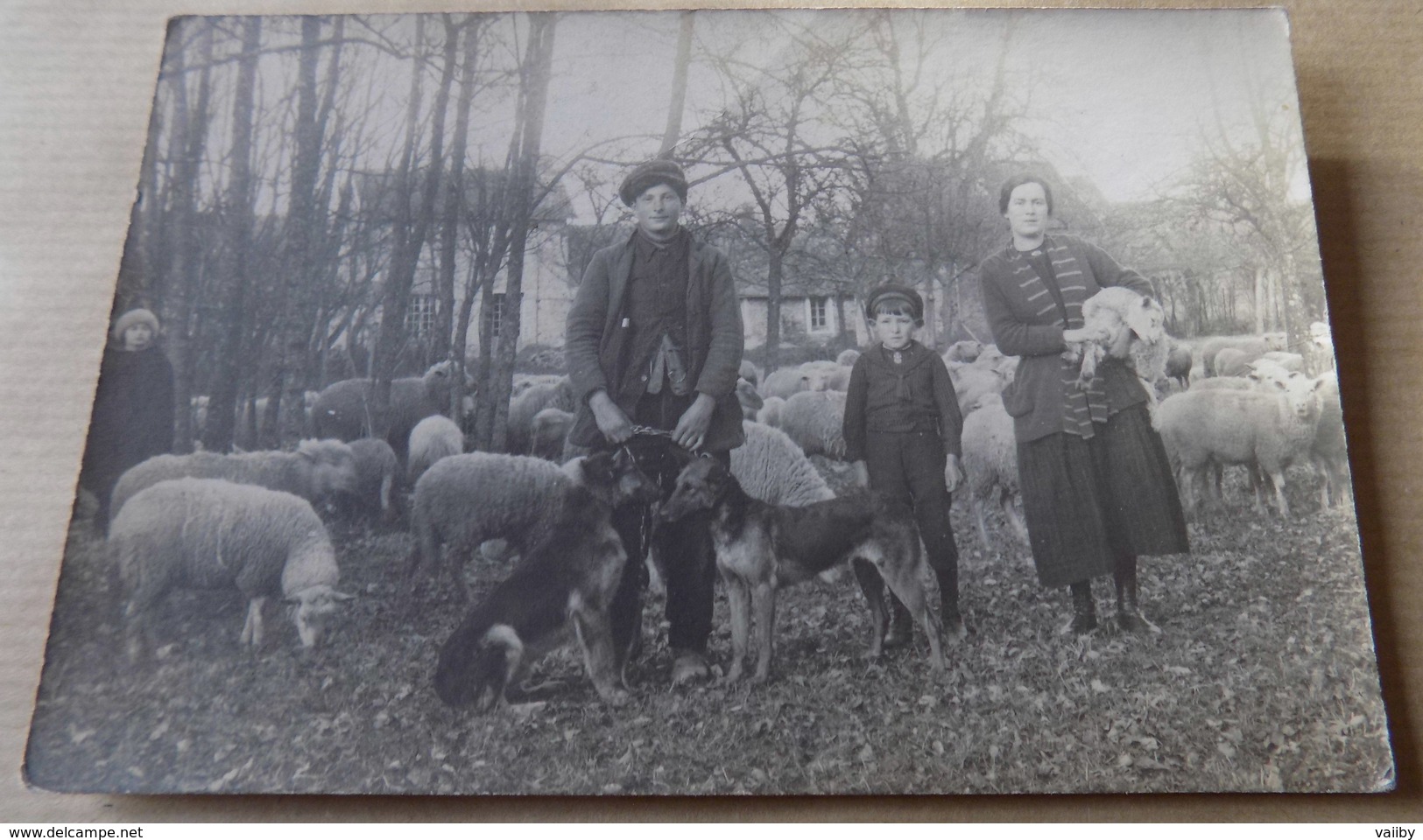 Carte Photo Famille à La Campagne Avec Chiens Et Moutons - Altri & Non Classificati