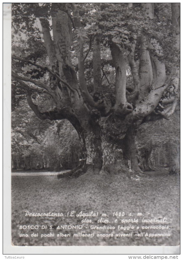 Pescocostanzo L'aquila  Bosco Di S. Antonio Grandioso Faggio A Cornucopia - L'Aquila