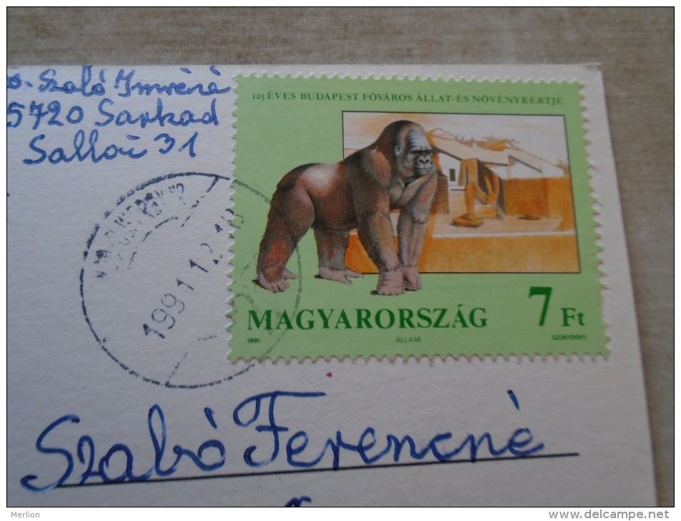 D144499 HUNGARY- Postcard  - Gorilla  Stamp - Budapest  ZOO 125 Yrs  1991 - Gorilles