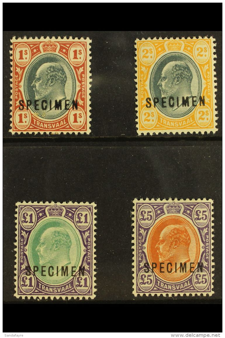 TRANSVAAL 1903 Ed VII Set To &pound;5 Ovptd "Specimen", SG 256s/9s, Very Fine Mint, Large Part Og (4 Stamps) For... - Non Classés