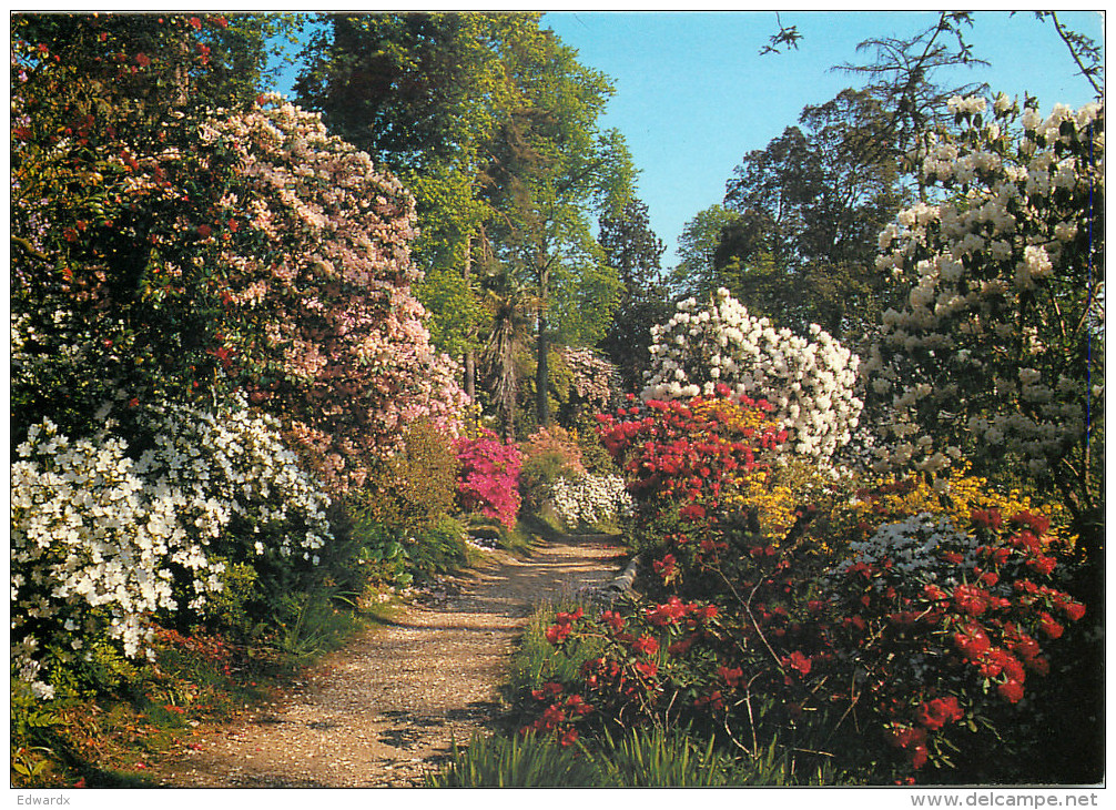 Leonardslee Gardens, Sussex, England Postcard Unposted - Other & Unclassified