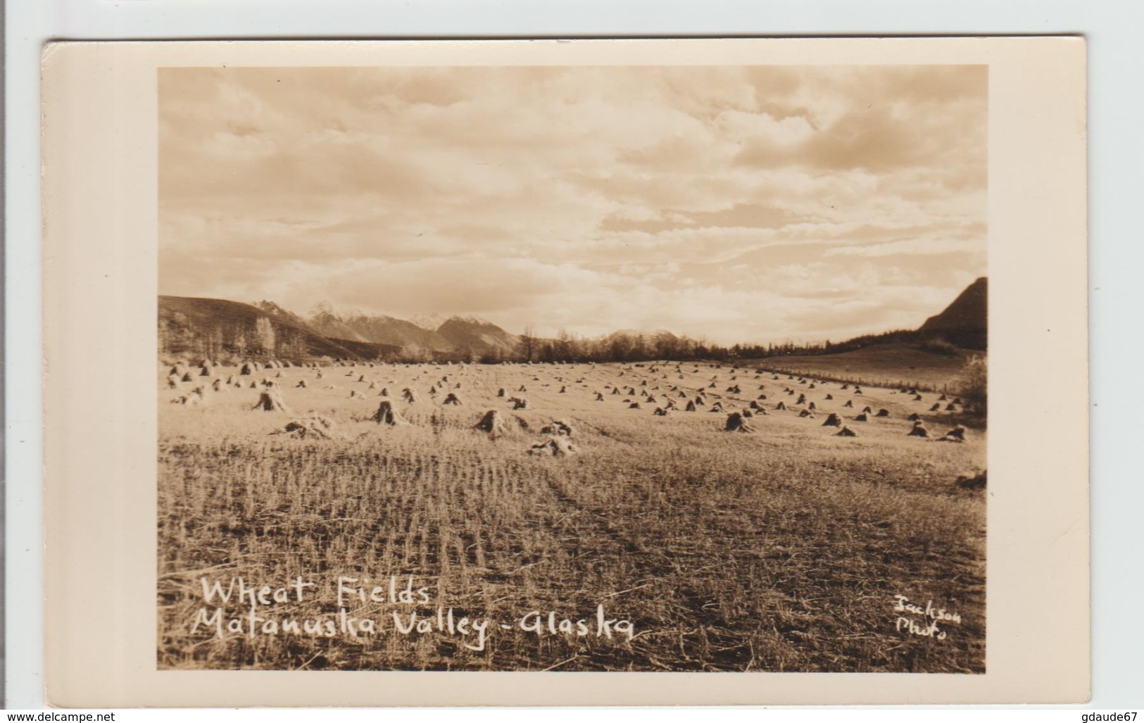 ALSAKA - WHEAT FIELDS - MATANUSKA VALLEY ALSKA - Autres & Non Classés