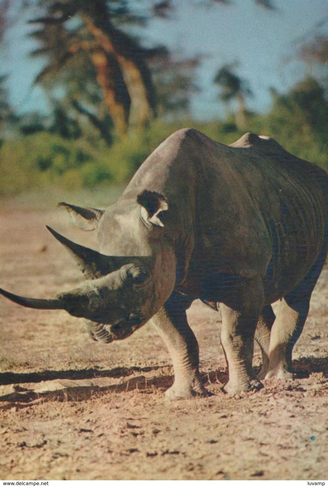 RINOCERONTE -F/G  B/N LUCIDO (180515) - Rhinocéros