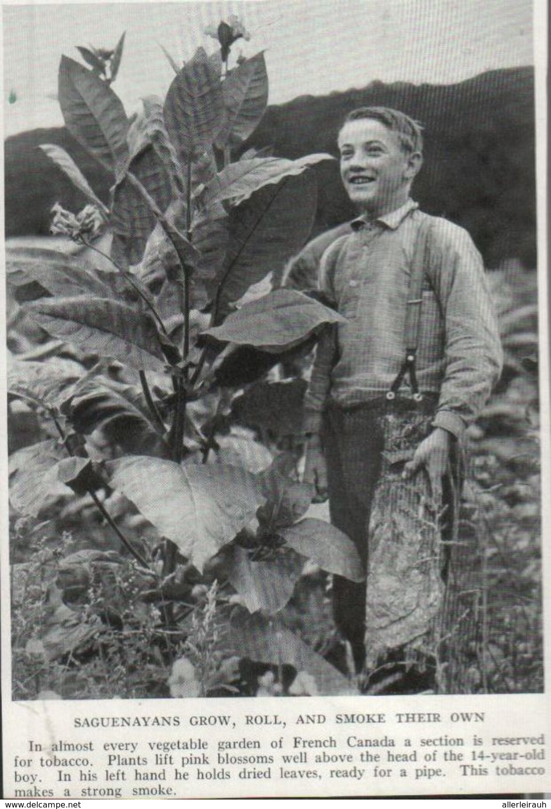 Saguenayans Grow, Roll And Smoke Their Own /Druck, Entnommen Aus Zeitschrift/1939 - Ohne Zuordnung