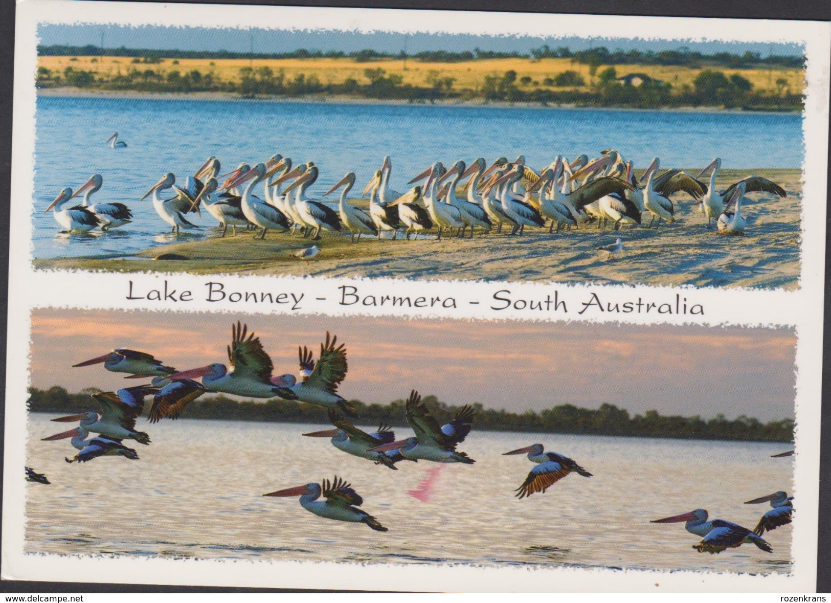 Grote Kaart Lake Bonney Barmera South Australia Pelican Pelikaan Stamp Postzegel Koala - Autres & Non Classés