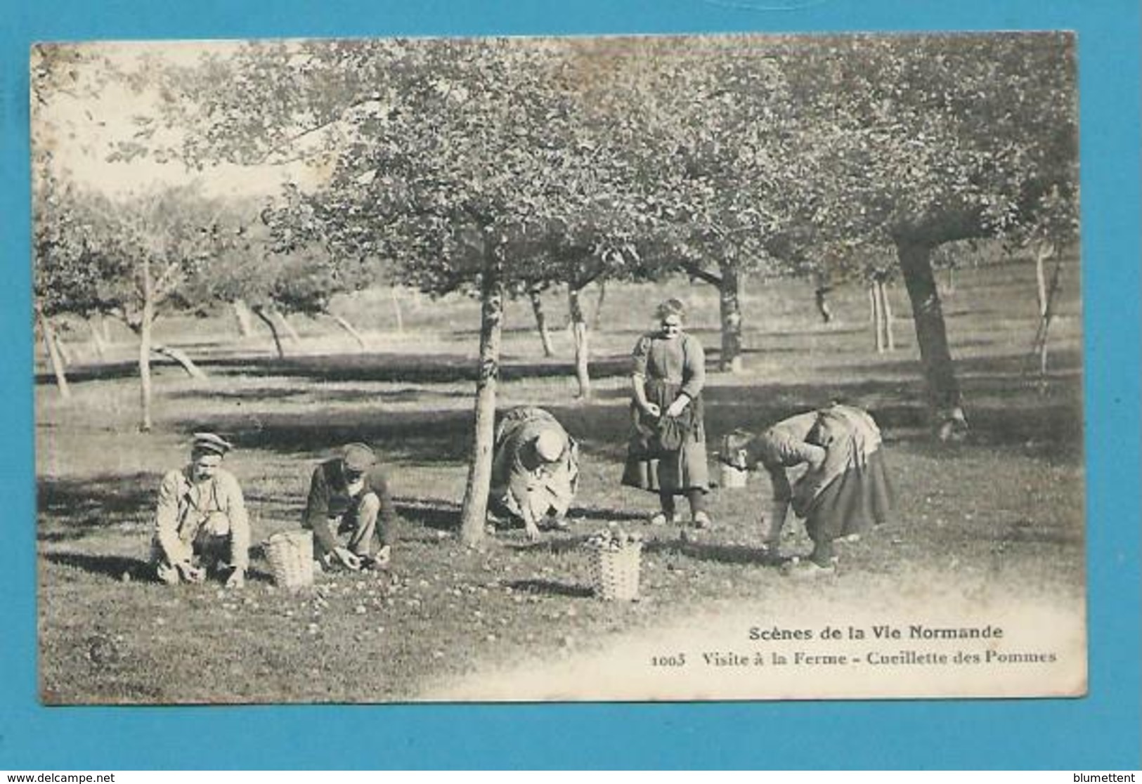 CPA 1003 - Scènes De La Vie Normande - Visite à La Ferme Cueillette Des Pommes  14 - Autres & Non Classés