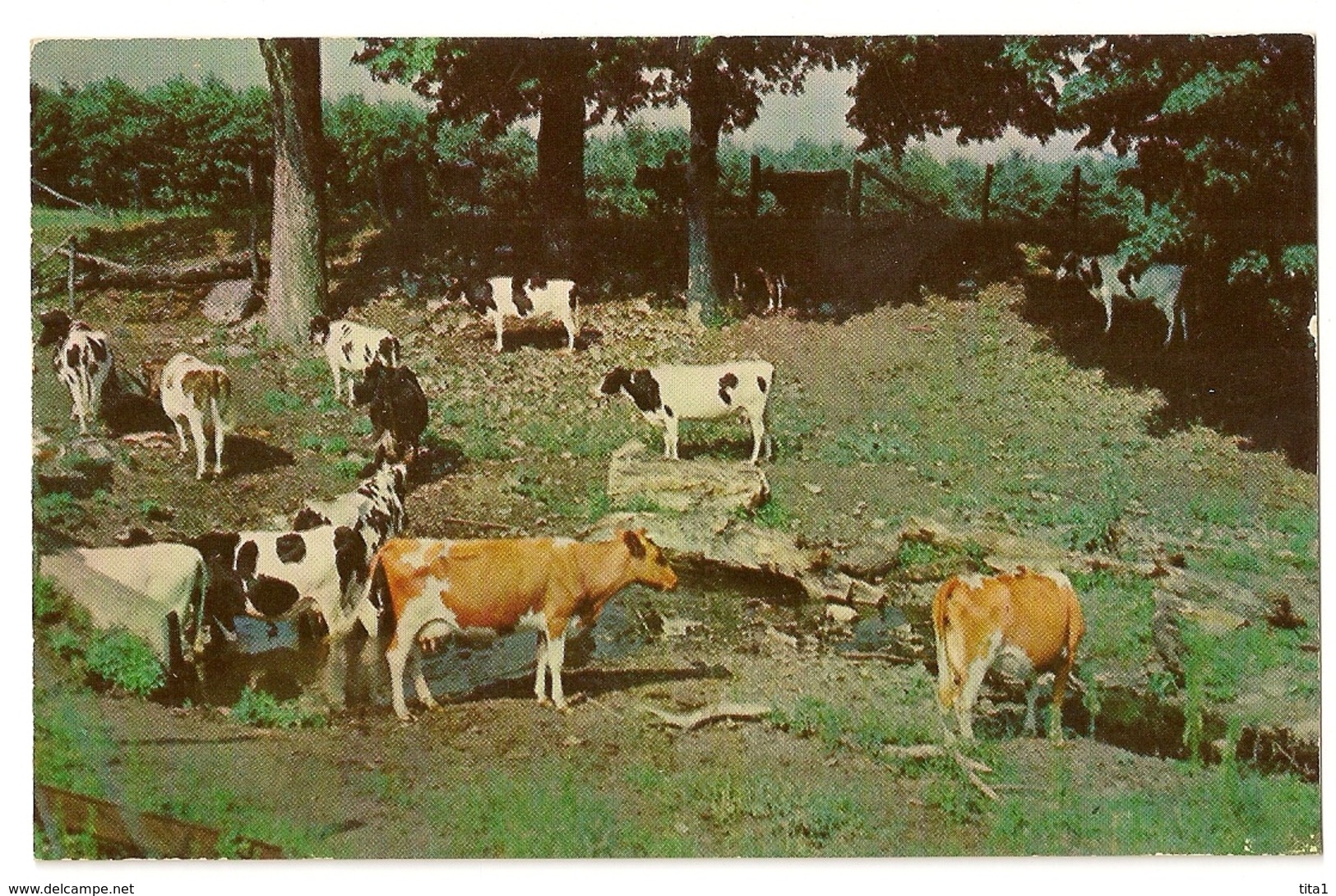 S5605 - Cows - A Pastoral Scene - Autres & Non Classés