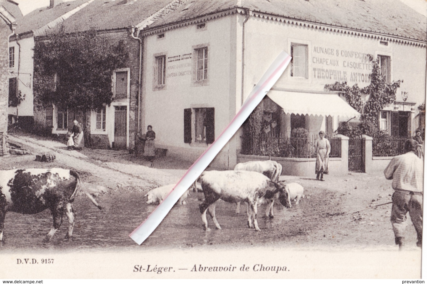 SAINT LEGER - Abreuvoir De Choupa - Splendide Carte Animée Avec Cochons Et Vaches "au Milieu De La Rue" - Estaimpuis