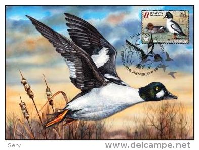 Belarus 2016 MC Common Goldeneye Bucephala Clangula Bird Of The Year Duck Bird Birds Oiseau Oiseaux Canard - Anatre