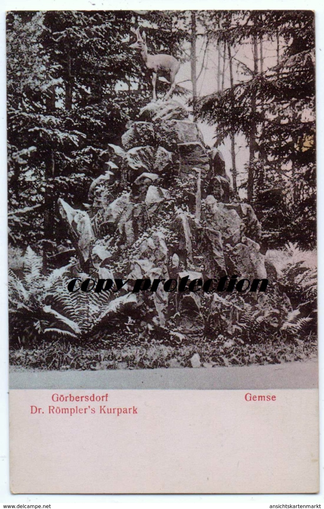 Görbersdorf Dr. Römpler 's Kurpark, Gemse, Sokolowsko, Alte Ansichtskarte - Polen