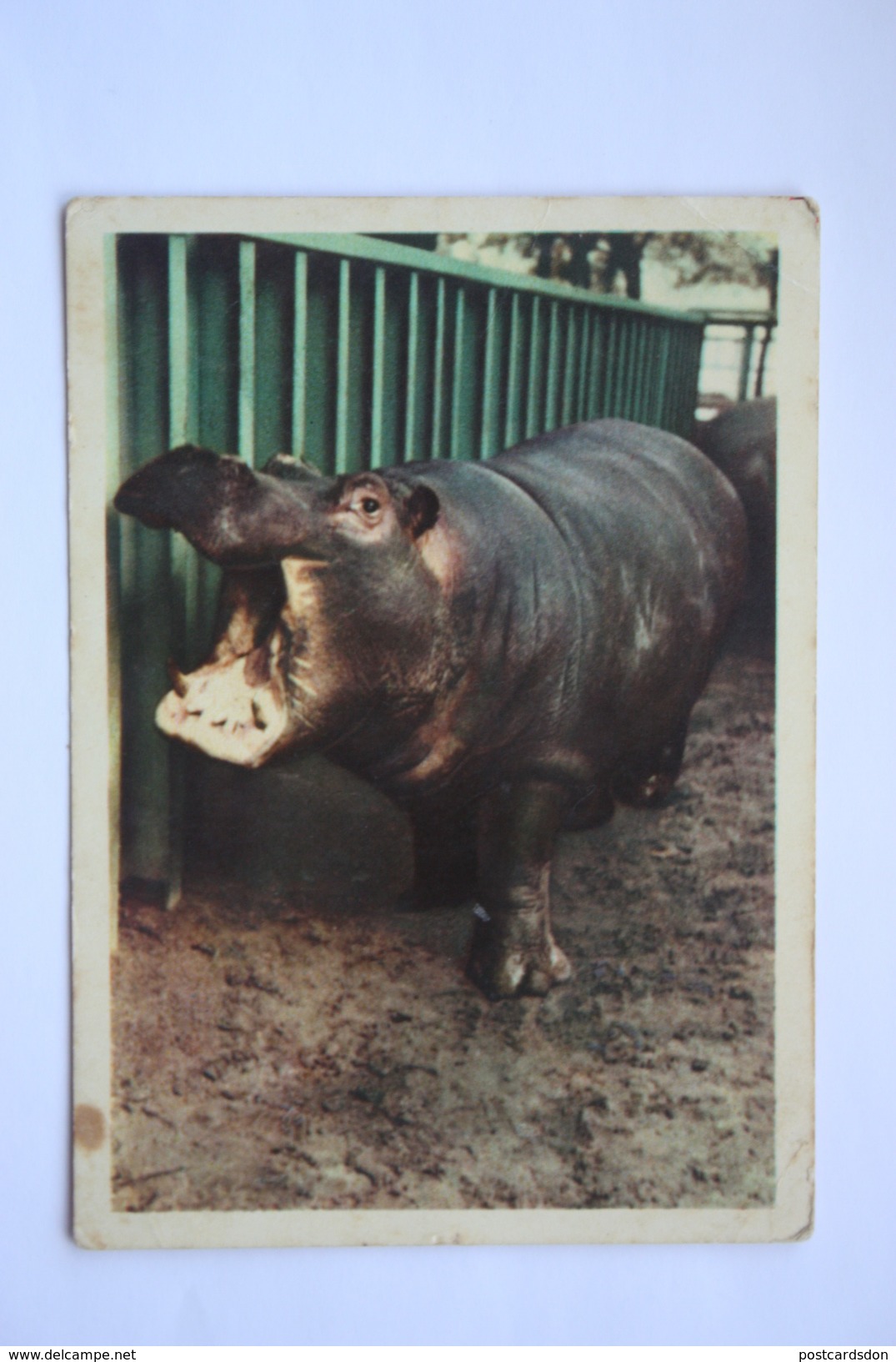 Hippo - Moscow ZOO -  Old Soviet PC 1963 - Hippopotamuses