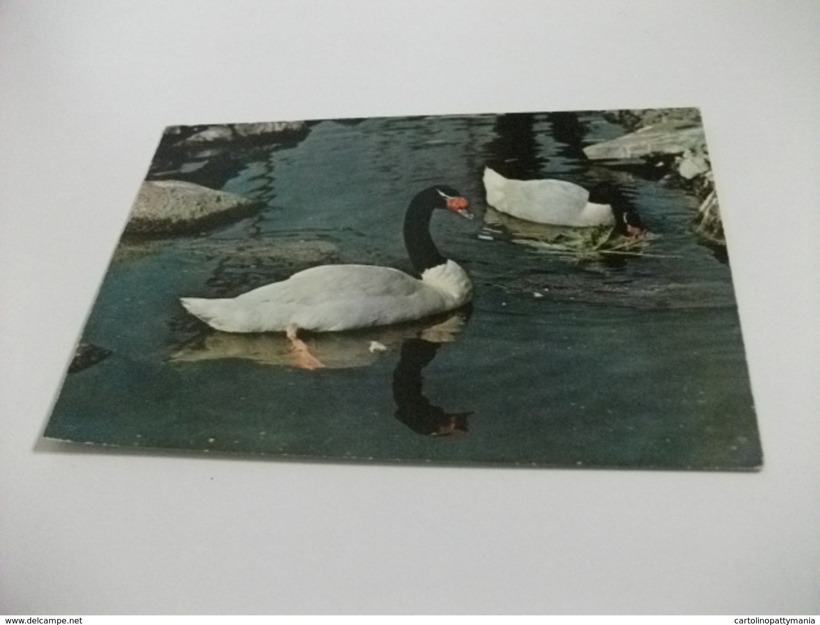 BIRD UCCELLI CIGNO CON IL COLLO NERO CISNE CYGNE  ZOO DE BARCELONA - Pájaros