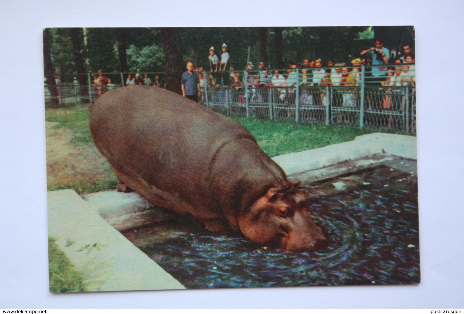 Hippo - KIEV ZOO -  Old Soviet PC 1968 - Hippopotamuses